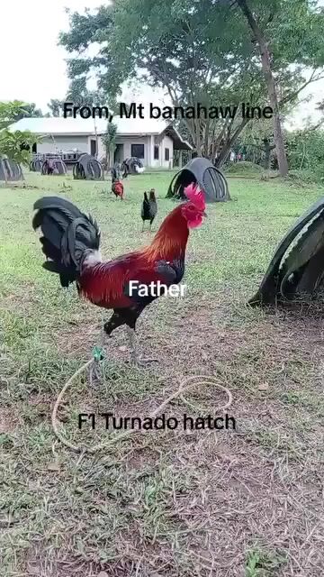 Video from VOV Paos Hatch Pedigree Warrior's post