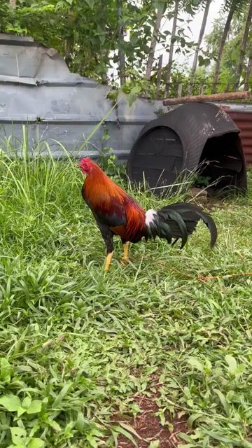 Video from Agaw Makoy Gamefarm's post