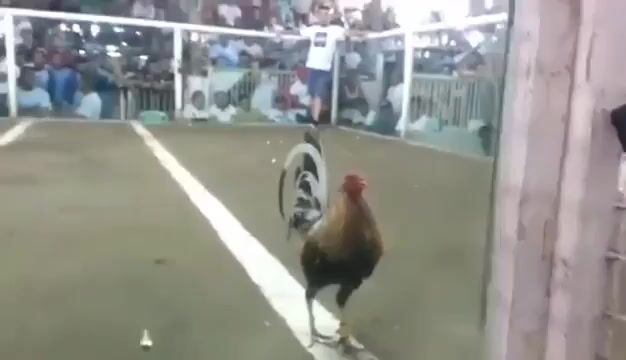 Video from Mark Baluyut's post
