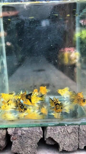 Video from Stan's post