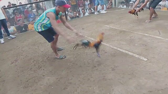 Video from KALAHI Gamefowl's post