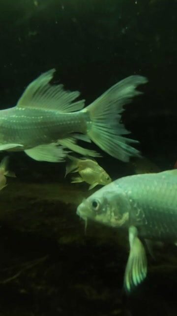 Video from FRESH WATER BACKYARD's post