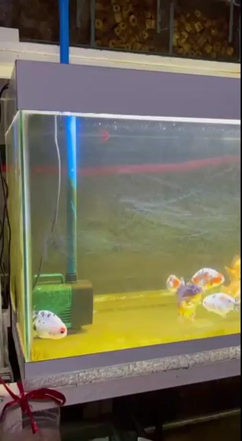 Video from E.H Aquatic's post