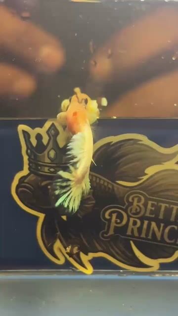 Video from Betta Prince's post