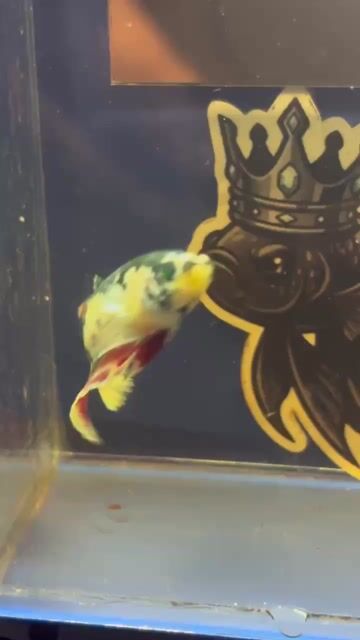 Video from Betta Prince's post