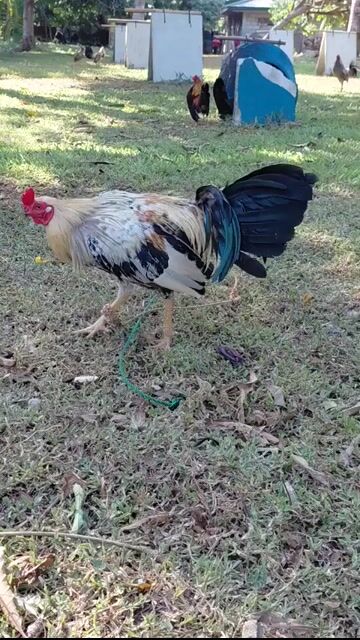 Video from MS8 SIGBIN FARM's post