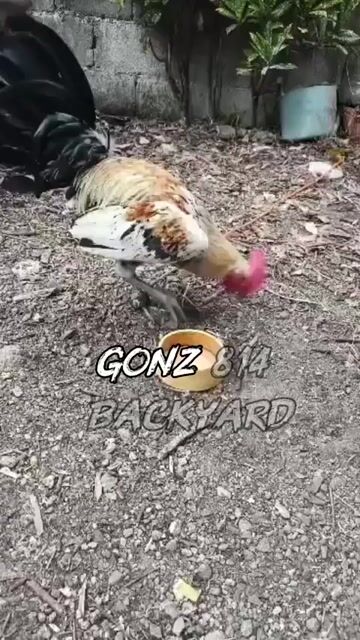 Video from GONZ 814 Backyard's post