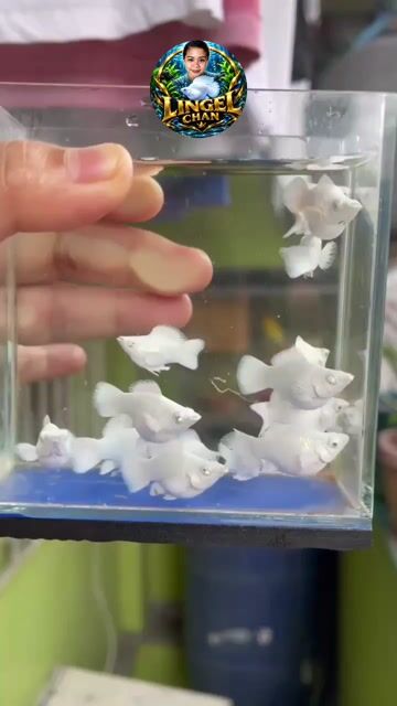 Video from Lingel Chan's post
