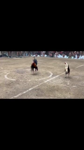 Video from JT Red Dragon Gamefarm's post