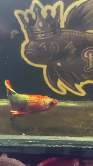 Video from Betta Prince's post