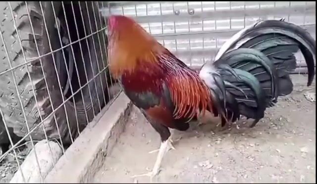 Video from Golders Green Gamefarm's post