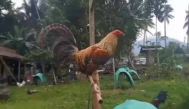 Video from Jun Wayne Faburada's post