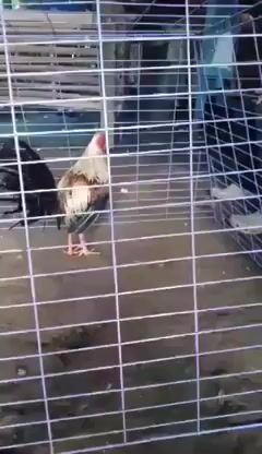 Video from Jeffry Jimenez's post