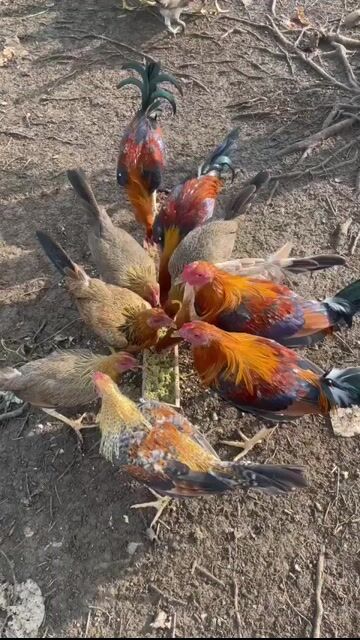 Video from Mikhael Tan Franco's post