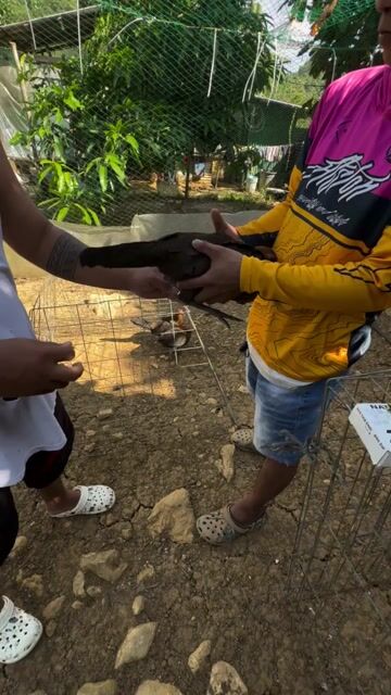 Video from Clyde Jenava Chatima Gamefarm's post