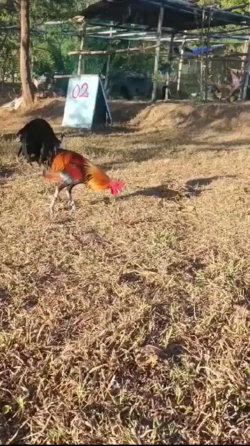 Video from Bance Cawicaan's post