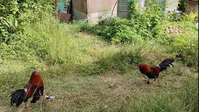 Video from JL's Backyard's post