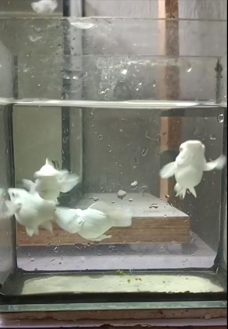 Video from Justin Pal's post