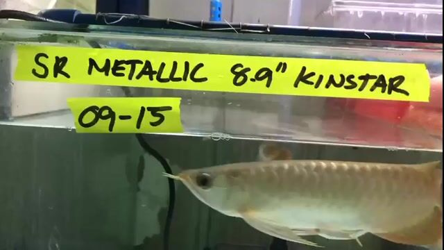 Video from Rooftop Aquatic's post
