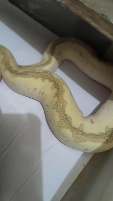 Video from Blue Eyed Reptiles's post