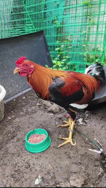 Video from Mark Breeder Gf's post