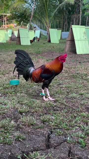 Video from Anino Sa Balite Game Farm's post