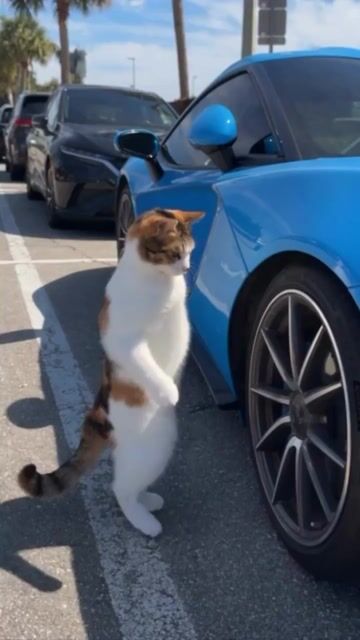 Video from Jeager's post