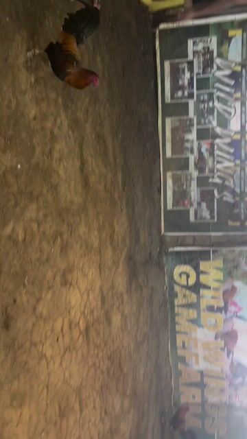 Video from Paolo Abundo's post