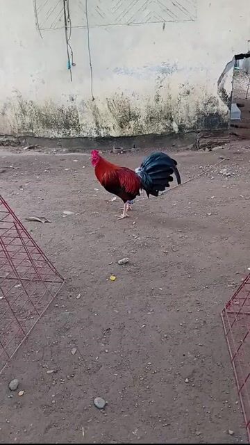 Video from Bullet Jhet Back Yard's post