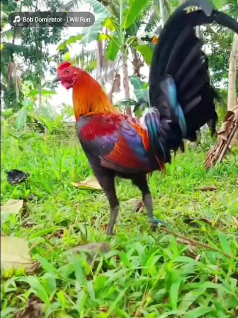 Video from SPIDER GAMEFARM's post