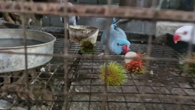 Video from Renz Joseph Leocadio's post