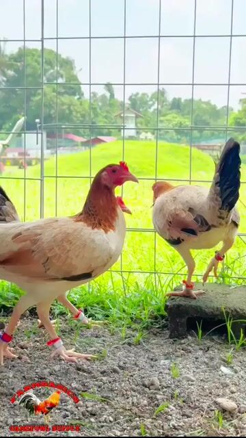 Video from FARMBASICS GAMEFARM's post