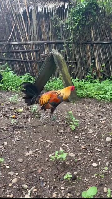 Video from JFL Sta Lucia Gamefarm's post