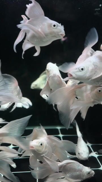 Video from M.A.B PET STOP's post