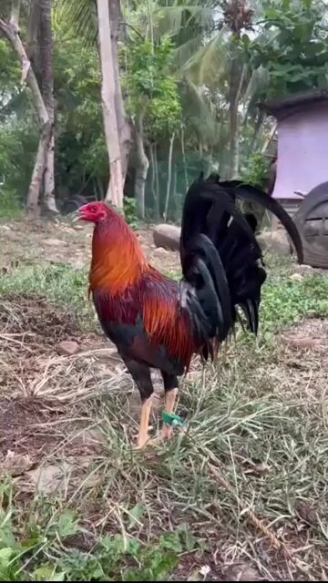 Video from JB GAMEYARD (*JBGY*)'s post