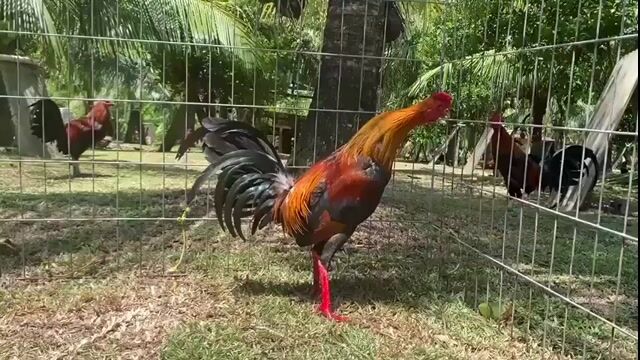 Video from Percydrake Gamefarm's post