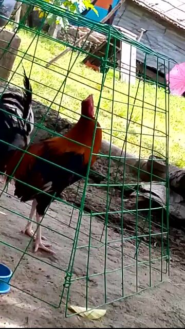 Video from J&A BACKYARD BREEDER's post