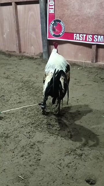 Video from LAC GAMEFOWLS's post