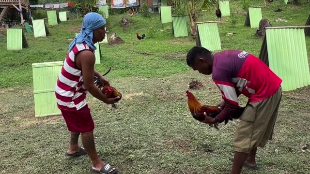 Video from Anino Sa Balite Game Farm's post