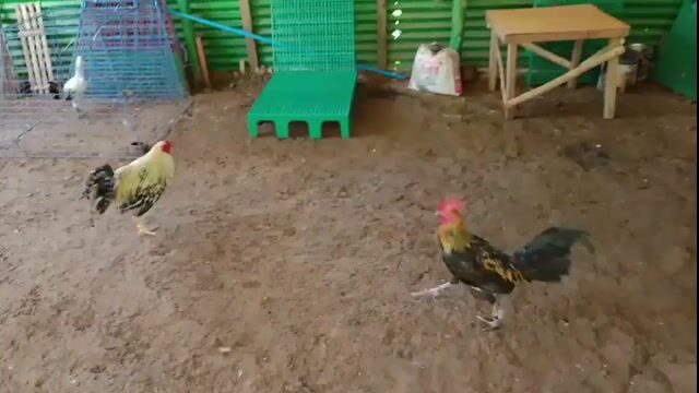 Video from BDM NHOI GAMEFARM's post
