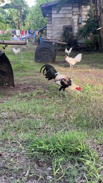 Video from AnakNiTiting Gamefowl (ANT)'s post