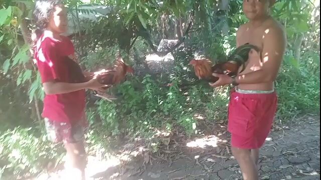 Video from Manok sa Pobre's post