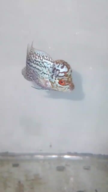 Video from Bailey's Flowerhorn's post