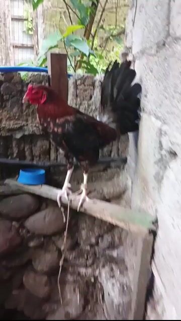 Video from Blackbeak Uy's post