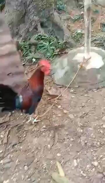 Video from Heinz Sacay's post