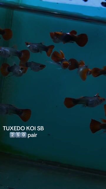 Video from FISH AND TUBS's post
