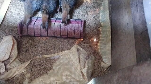 Video from Bing's GFarm's post