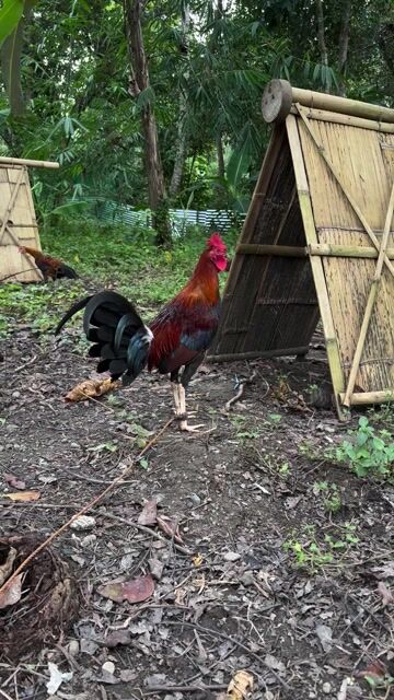 Video from Manuel Ernico Dulay's post