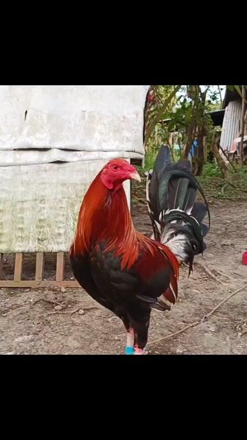 Video from AL Irlanda's post