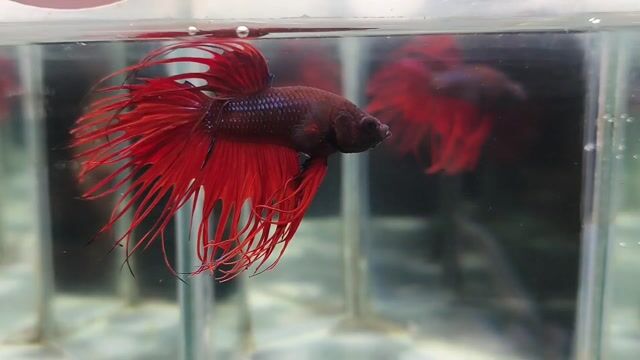 Video from Matt Aquatic's post